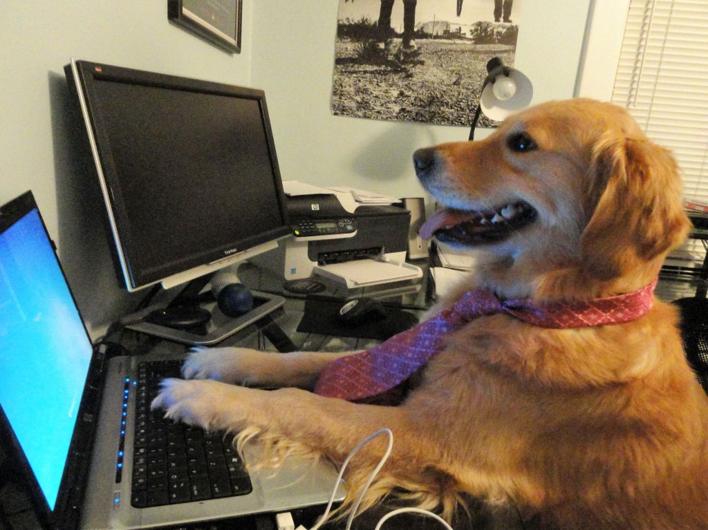 Photograph of golden retriever dog Bailey sitting at a desk in front of a laptop, bashing her paws away at the laptop's keyboard while wearing a necktie.